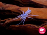 Tiny Spider 31